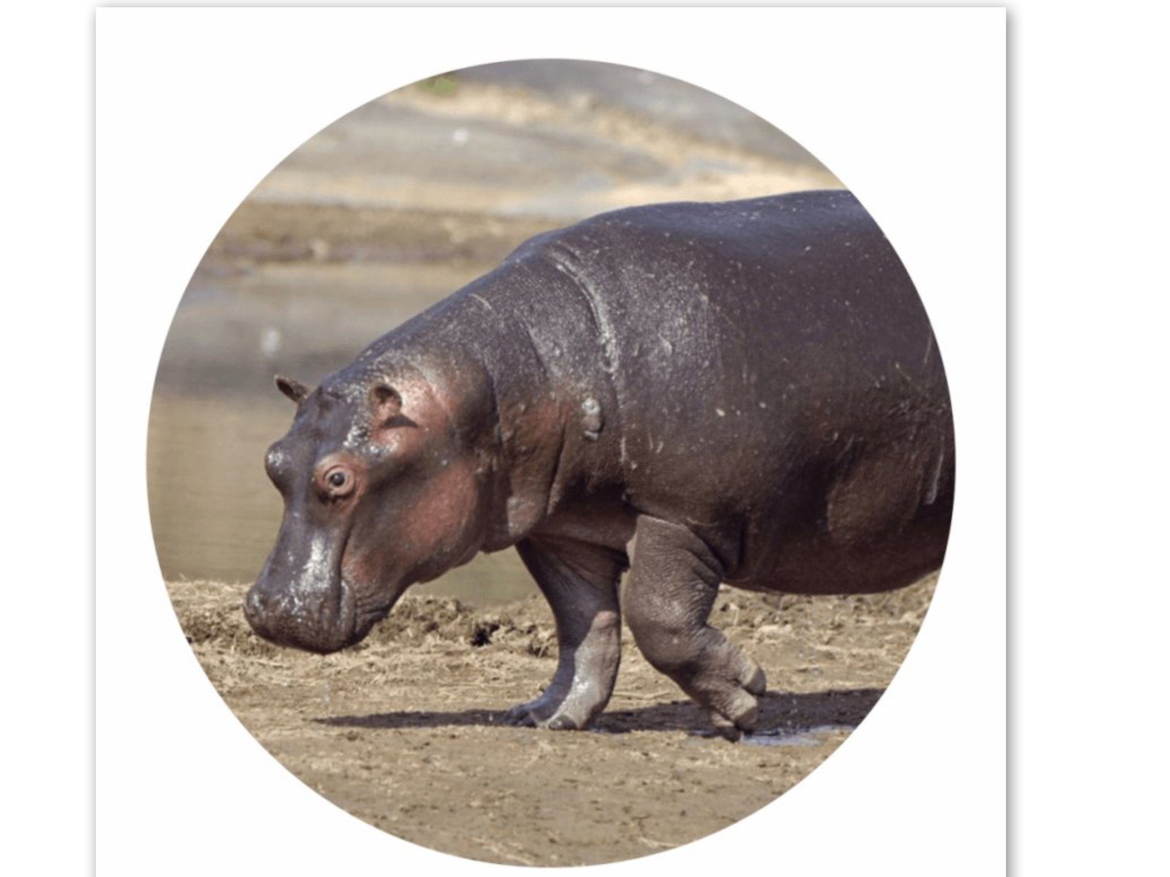 LK Trend & Style Sticker Wildtiere oder Waldtier Aufkleber rund, (Spar-Set 4-tlg), verschiedene Tiermotive zur Motivation