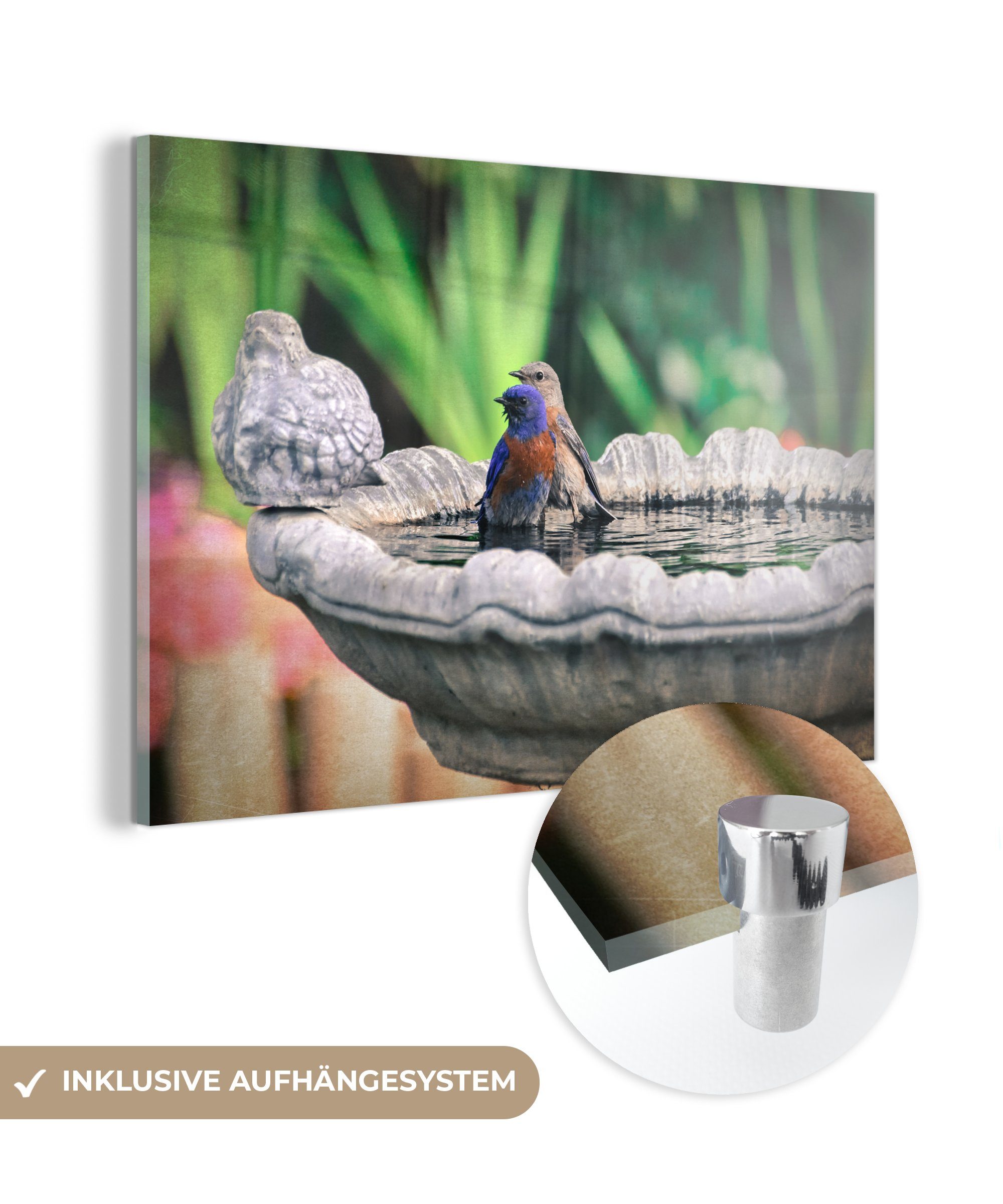 MuchoWow Acrylglasbild Vogel - Wasser - Springbrunnen, (1 St), Acrylglasbilder Wohnzimmer & Schlafzimmer