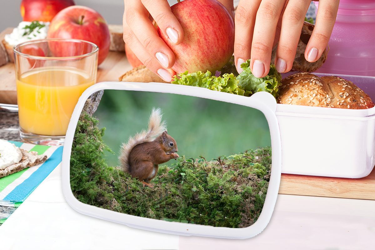 Lunchbox - Jungs Kunststoff, weiß Kinder - MuchoWow für Eichhörnchen und Brotdose, Moos, Mädchen und (2-tlg), Brotbox für Wald Erwachsene,