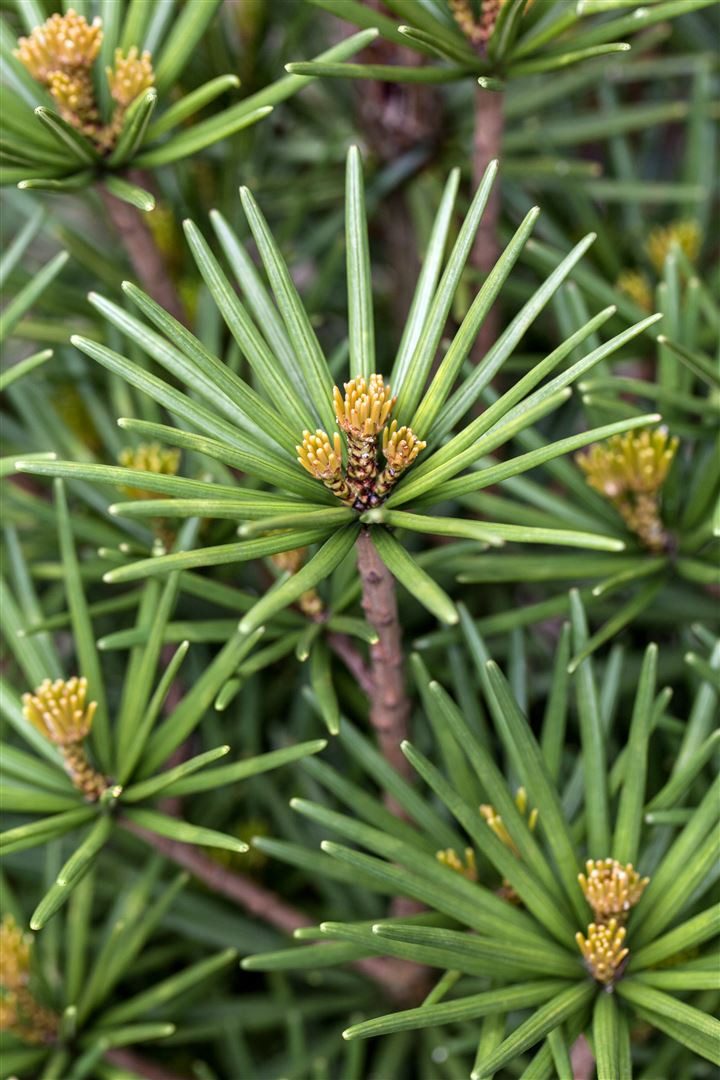 Pflanzen für Dich Gehölze Sciadopitys vert. Beauty Green, 1 St., Japanische Schirmtanne, Schirmtanne