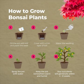 Kunstbonsai Bonsai-aufzucht-Set - die geniale Geschenkidee - 4 Sorten, Grow Buddha