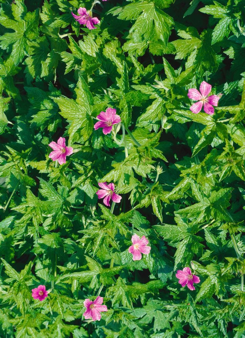 Pflanzen für Dich Staude Geranium palustre, 1 St., Sumpf-Storchschnabel