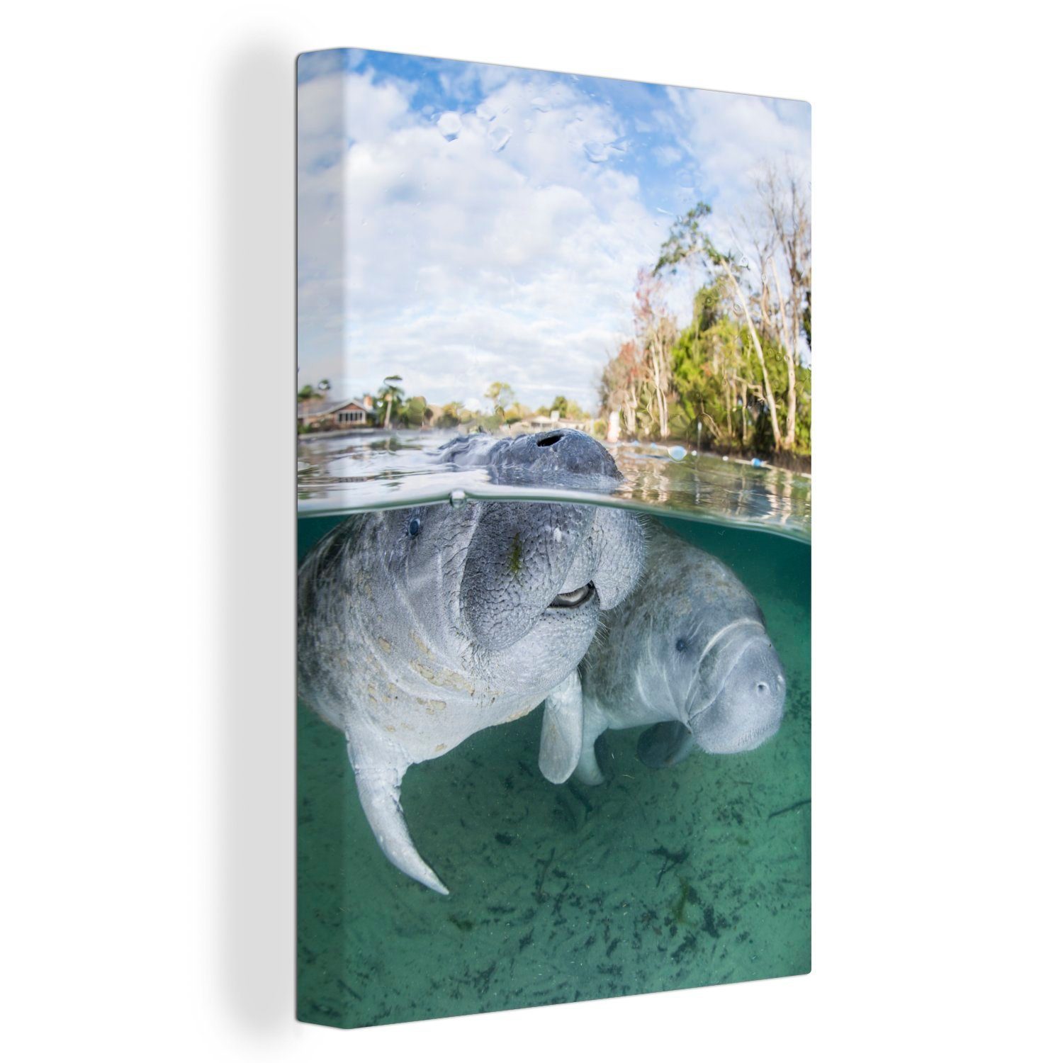 OneMillionCanvasses® Leinwandbild Zwei große Dugongs schwimmen im flachen Wasser, (1 St), Leinwandbild fertig bespannt inkl. Zackenaufhänger, Gemälde, 20x30 cm