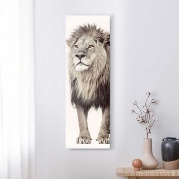 Reinders! Wandbild Wandbild Löwe König des Dschungels - Raubtier - Kräftig, Löwen (1 St)