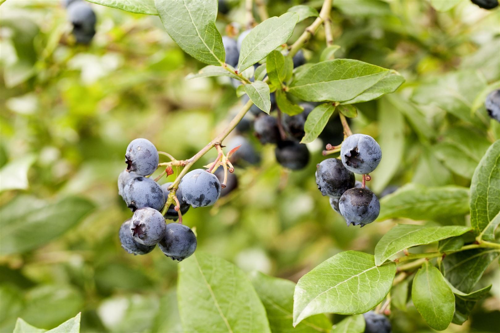 Pflanzen für Dich Obstpflanze Vaccinium corymbosum, 1 St., Amerikanische Heidelbeere, Kulturheidelbeere, Blaubeere, blaue Beeren, herbstfärbung
