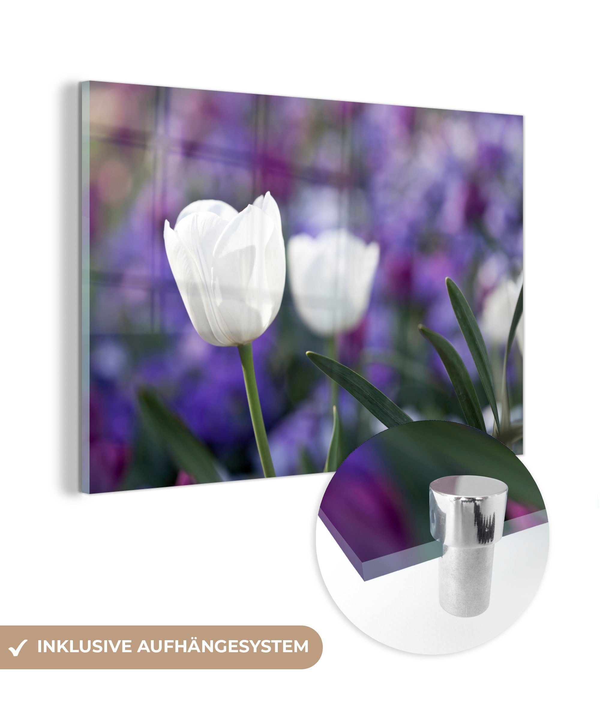 MuchoWow Acrylglasbild Nahaufnahme der weißen Blätter einer weißen Tulpe, (1 St), Acrylglasbilder Wohnzimmer & Schlafzimmer