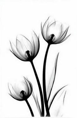 FIDDY Leinwandbild Einfacher schwarz-weißer floraler dekorativer Gemäldekern, ohne Rahmen, (Moderne Wanddekorationsmalerei für zu Hause., 3 St), Heimdekorationsgemälde, Wandgemälde,Kunstdruck,Gemälde,Wandfolie.
