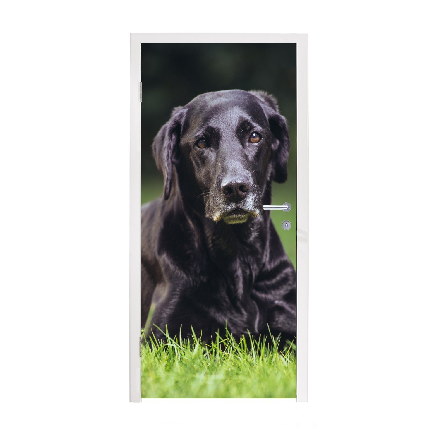 MuchoWow Türtapete Ein schwarzer Labrador im Gras, Matt, bedruckt, (1 St), Fototapete für Tür, Türaufkleber, 75x205 cm