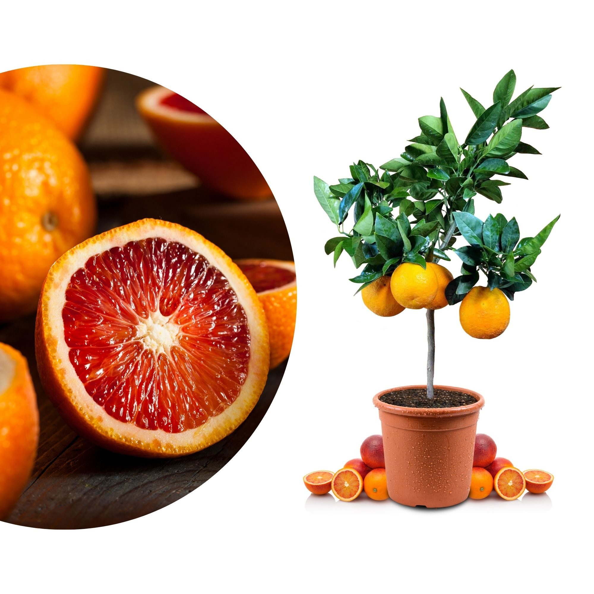 Meine Orangerie Obstpflanze Blutorangenbaum Citrus Sinensis 'Moro', echte Blutorange, professionell veredelter und fruchtreifer Zitrusbaum