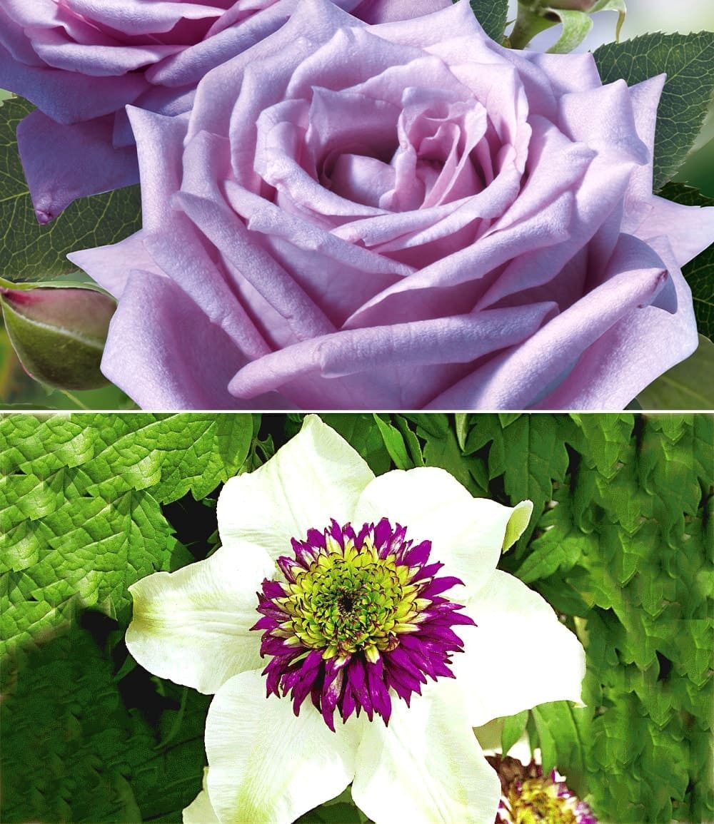 BALDUR Garten Rose Set Clematis 'Florida Sieboldii' & Rose 'Mamy Blue®', 2 St., Kletterpflanzen-Kombi, winterhart, duftend, bienenfreundlich