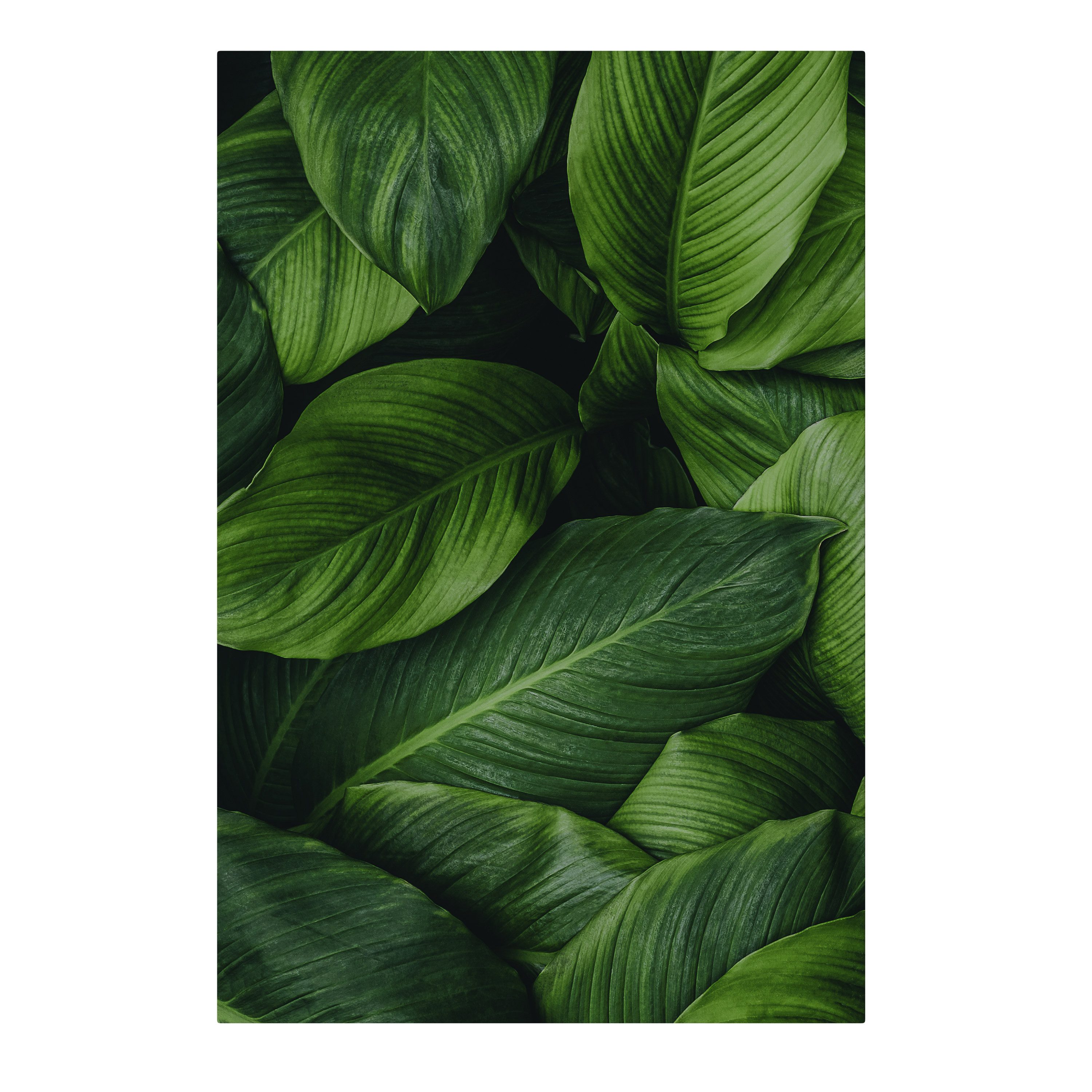SPACEREBELS Leinwandbild VIBRANT LEAFY EMBRACE, Blumen & Pflanzen (1 St), 3 cm Keilrahmen, Baumwollleinwand
