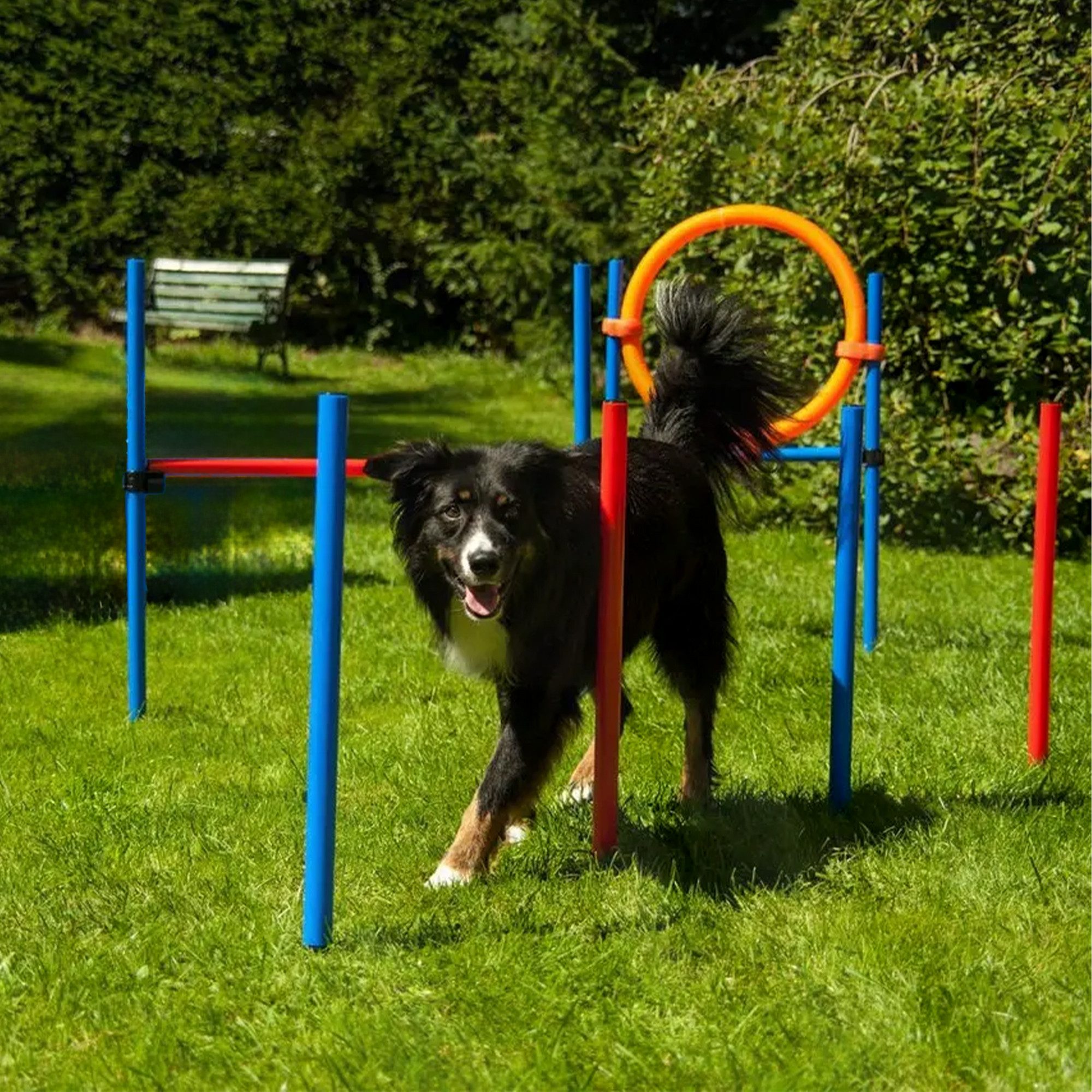 Lemodo Agility-Hürde Agility Set für effektives Hundetraining, Kunststoff