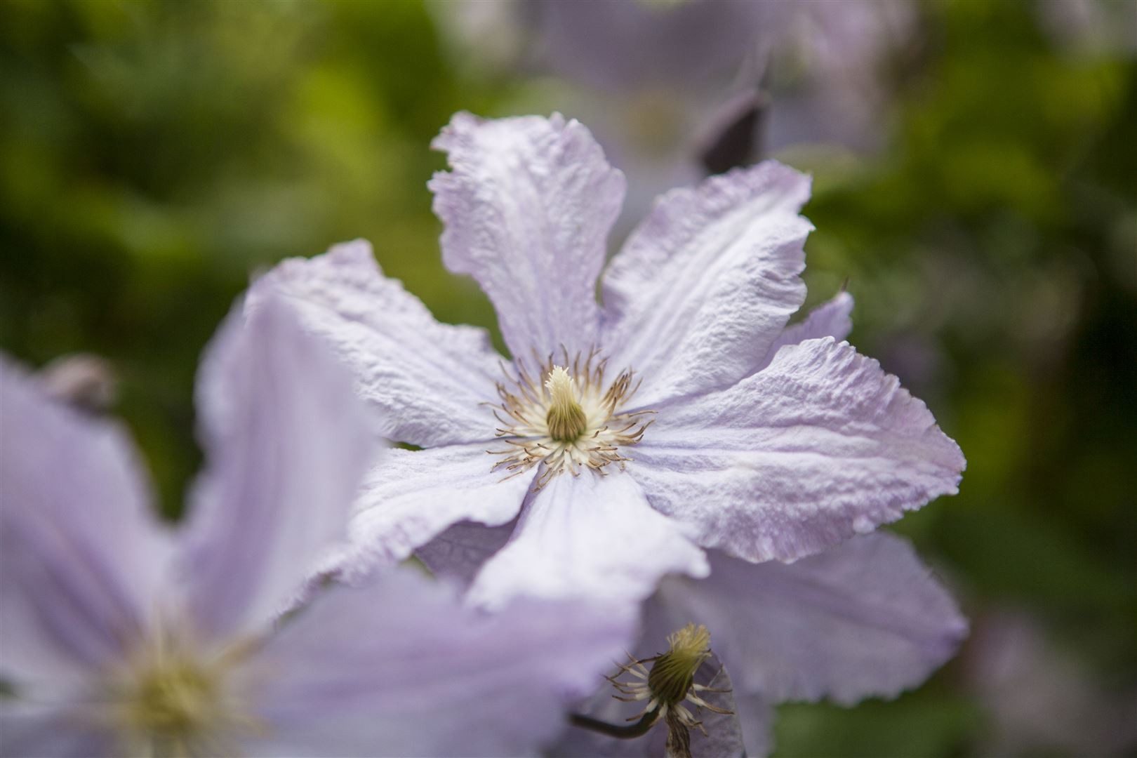 Pflanzen für Dich Kletterpflanze Clematis Hybride Blekitny Aniol, 1 St., Waldrebe, Clematis, blauviolett, langblühend