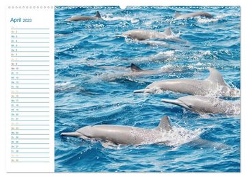 CALVENDO Wandkalender Die blaue Welt der Delfine (Premium, hochwertiger DIN A2 Wandkalender 2023, Kunstdruck in Hochglanz)