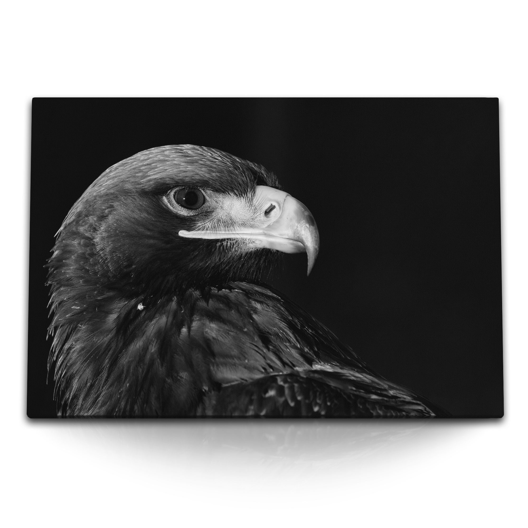 Leinwandbild 120x80cm Wandbild auf Leinwand Schwarz Weiß Tierfotografie Adler Raubv