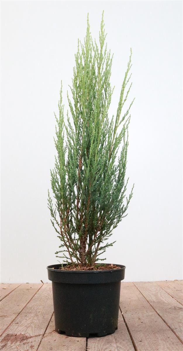 Pflanzen für Dich Konifere Juniperus scop. Blue Arrow, 1 St., Felsengebirgs-Wacholder, Säulenwacholder, blaugrün, säulenförmig