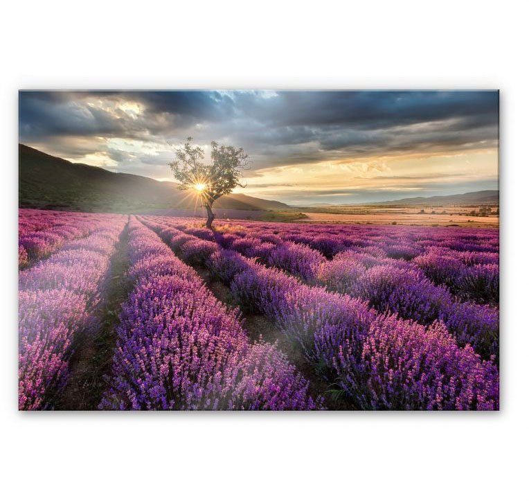 Wall-Art Küchenrückwand Lavendel Blumen in der Provence, (1-tlg)