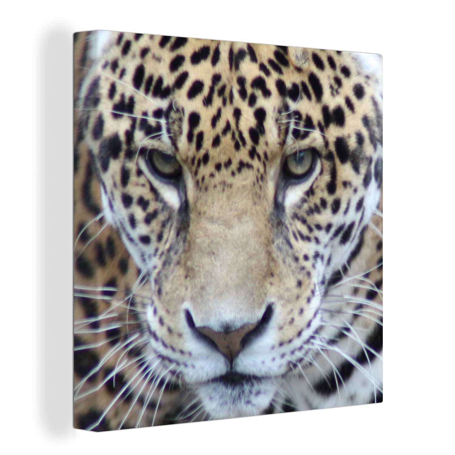 (1 Leinwand Leinwandbild - St), Jaguar - Raubtier Schlafzimmer Bilder für OneMillionCanvasses® Augen, Wohnzimmer