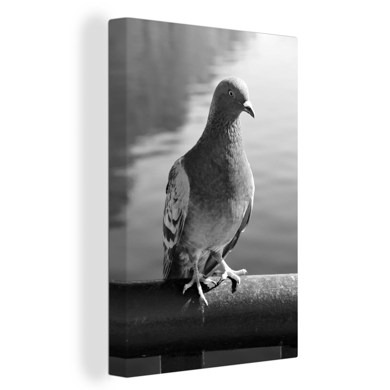 OneMillionCanvasses® Leinwandbild Eine schöne Taube an einem schönen Fluss - schwarz und weiß, (1 St), Leinwandbild fertig bespannt inkl. Zackenaufhänger, Gemälde, 20x30 cm