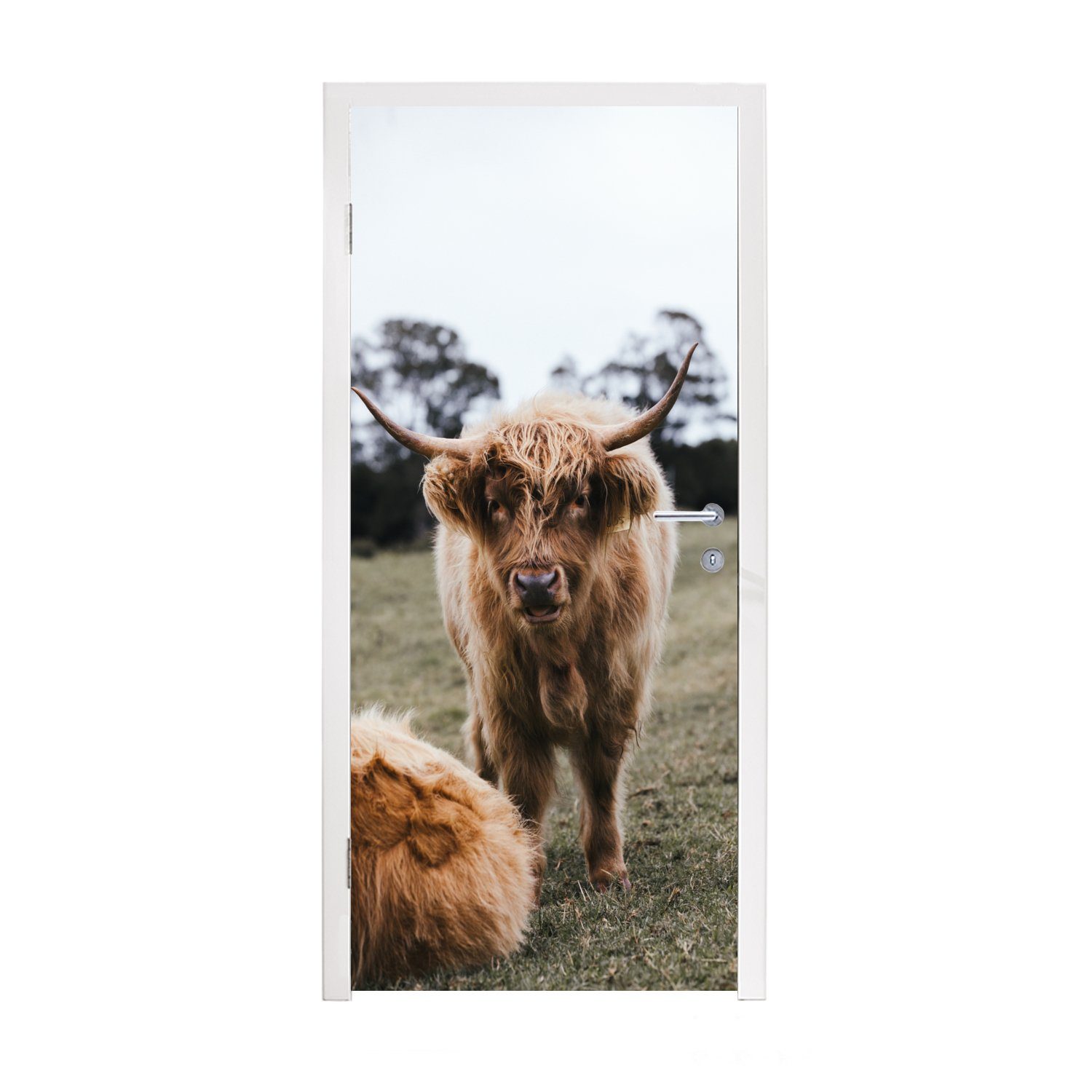 MuchoWow Türtapete Scottish Highlander - Nutztiere - Gras, Matt, bedruckt, (1 St), Fototapete für Tür, Türaufkleber, 75x205 cm