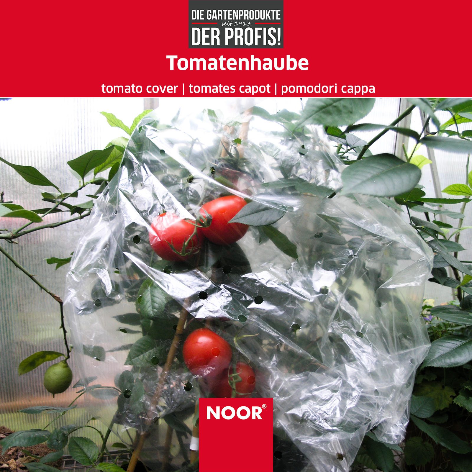 NOOR Frühbeet Tomatenhaube - Abdeckfolie für Ihre Tomatenpflanzen - 65 cm x 10 m, ideales Mikroklima für verbessertes Wachstum