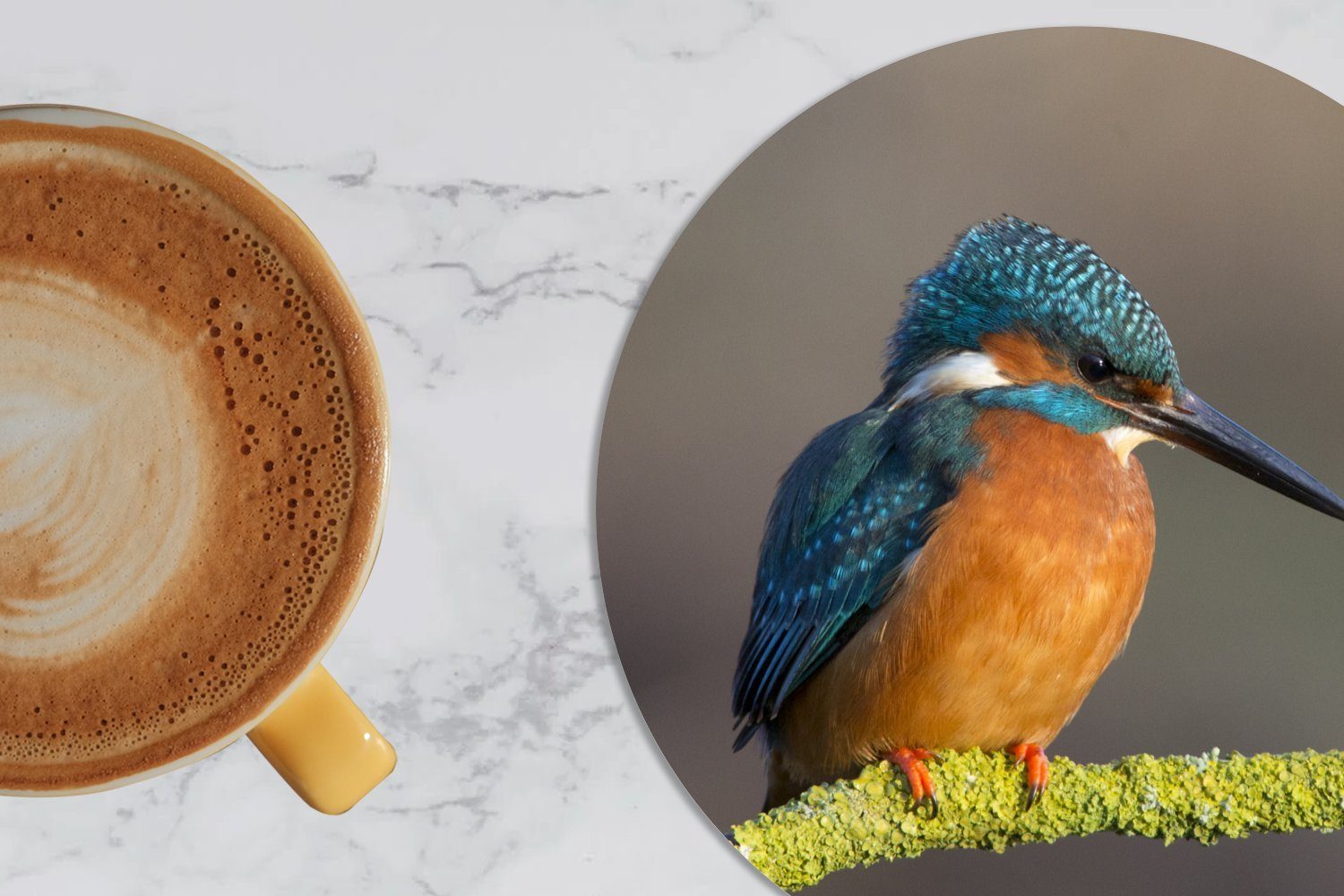 Niederlassungen, Zubehör Getränkeuntersetzer, Tassenuntersetzer, MuchoWow Korkuntersetzer, 6-tlg., - Glasuntersetzer - Gläser, Tasse, England für Becher Eisvogel