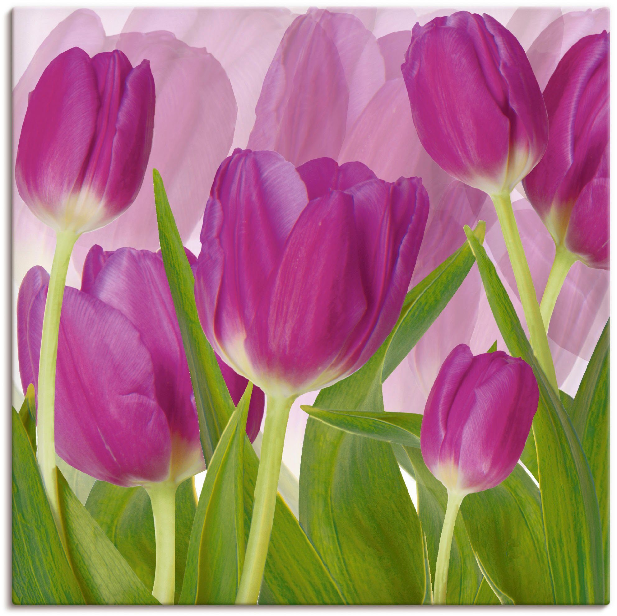 Artland Wandbild Tulpenfeld lila, Blumen (1 St), als Alubild, Leinwandbild in verschied. Größen