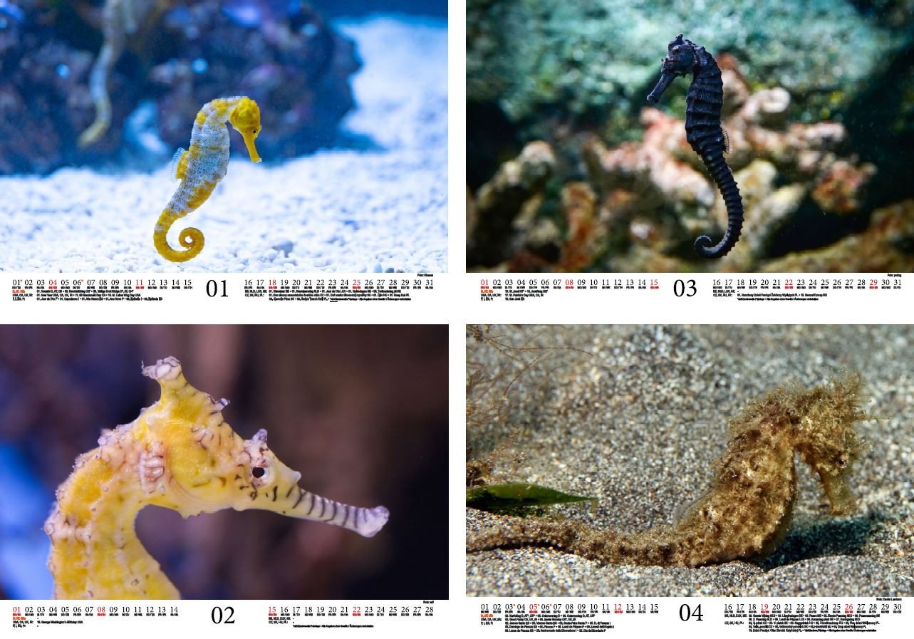 Thumbnail - Seelenzauber Wandkalender Seepferdchenzauber DIN A4 Kalender für 2026 Unterwasser