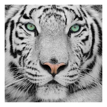 Bilderdepot24 Leinwandbild Tiere Modern Weißer Tiger schwarz weiss Bild auf Leinwand Groß XXL, Bild auf Leinwand; Leinwanddruck in vielen Größen
