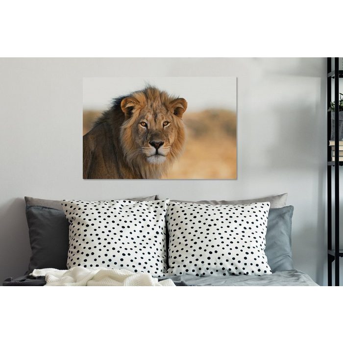 OneMillionCanvasses® Leinwandbild Löwen - Südafrika - Wild (1 St) Wandbild Leinwandbilder Aufhängefertig Wanddeko SY12528