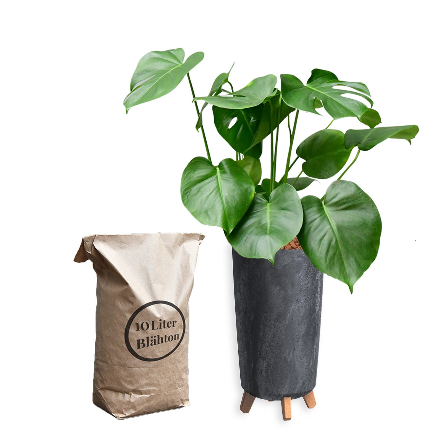 Green Me Up Zimmerpflanze