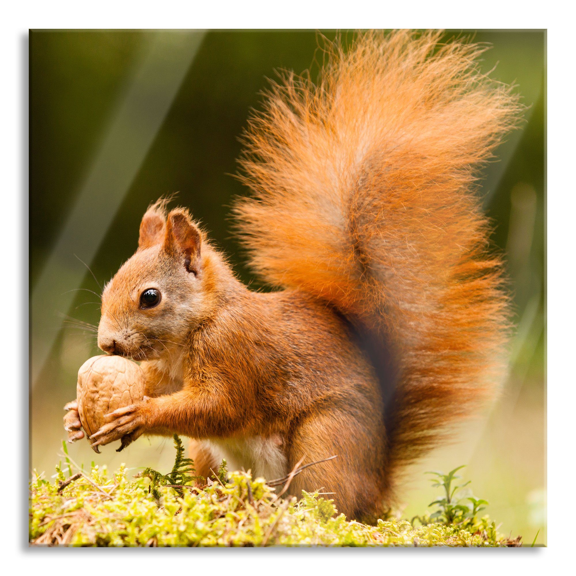 Glasbild Eichhörnchen mit Nuss