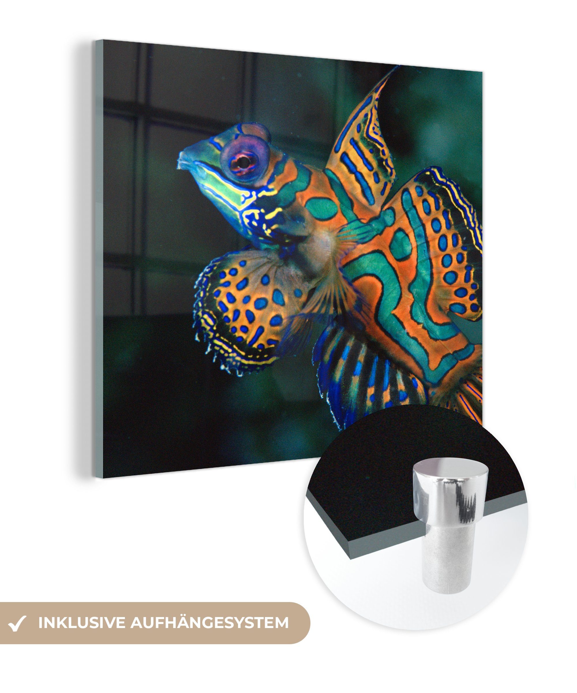 MuchoWow Acrylglasbild Fisch - Meer - Orange, (1 St), Glasbilder - Bilder auf Glas Wandbild - Foto auf Glas - Wanddekoration
