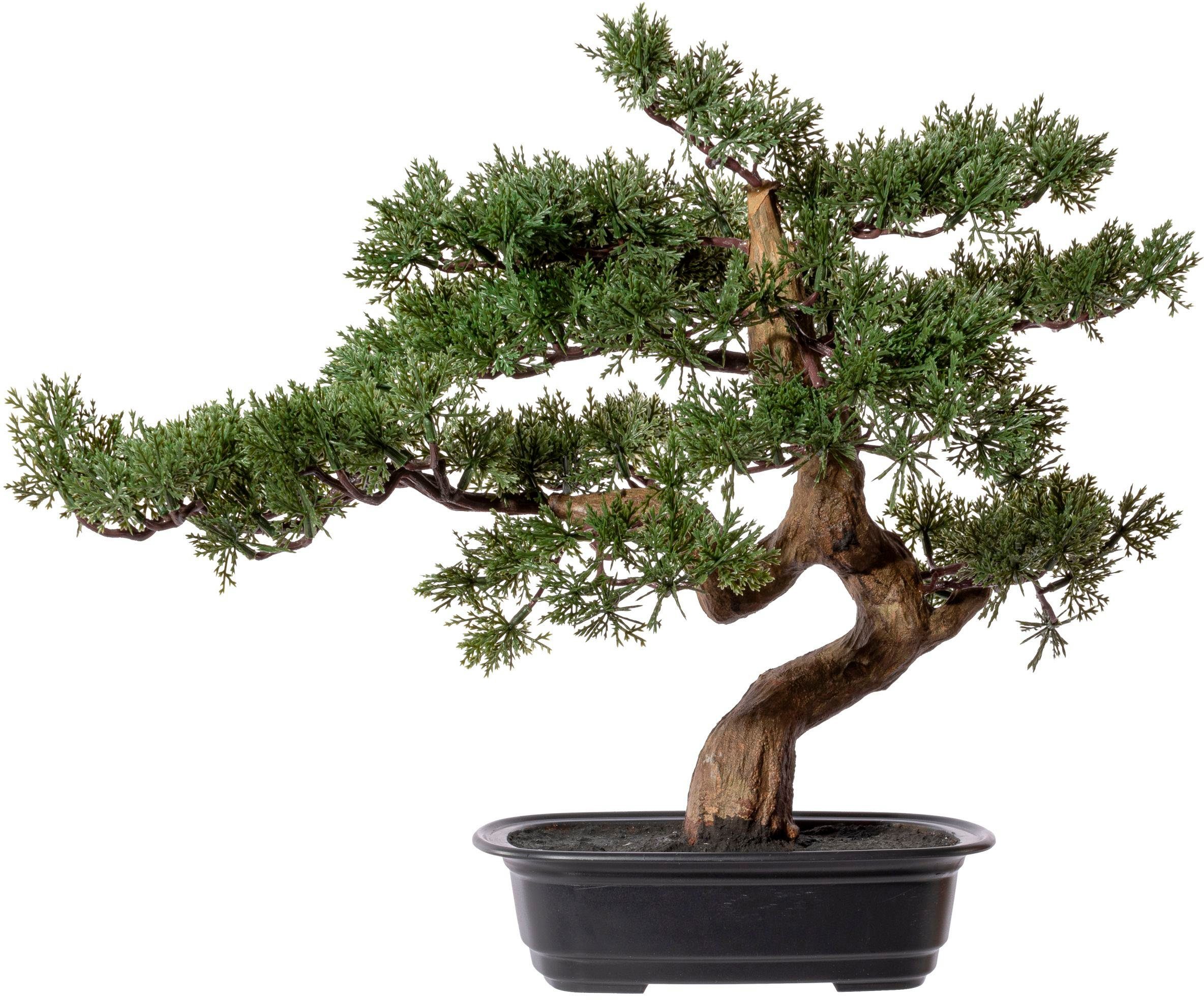 Kunstbonsai Bonsai Zeder Bonsai, Creativ green, günstig online kaufen