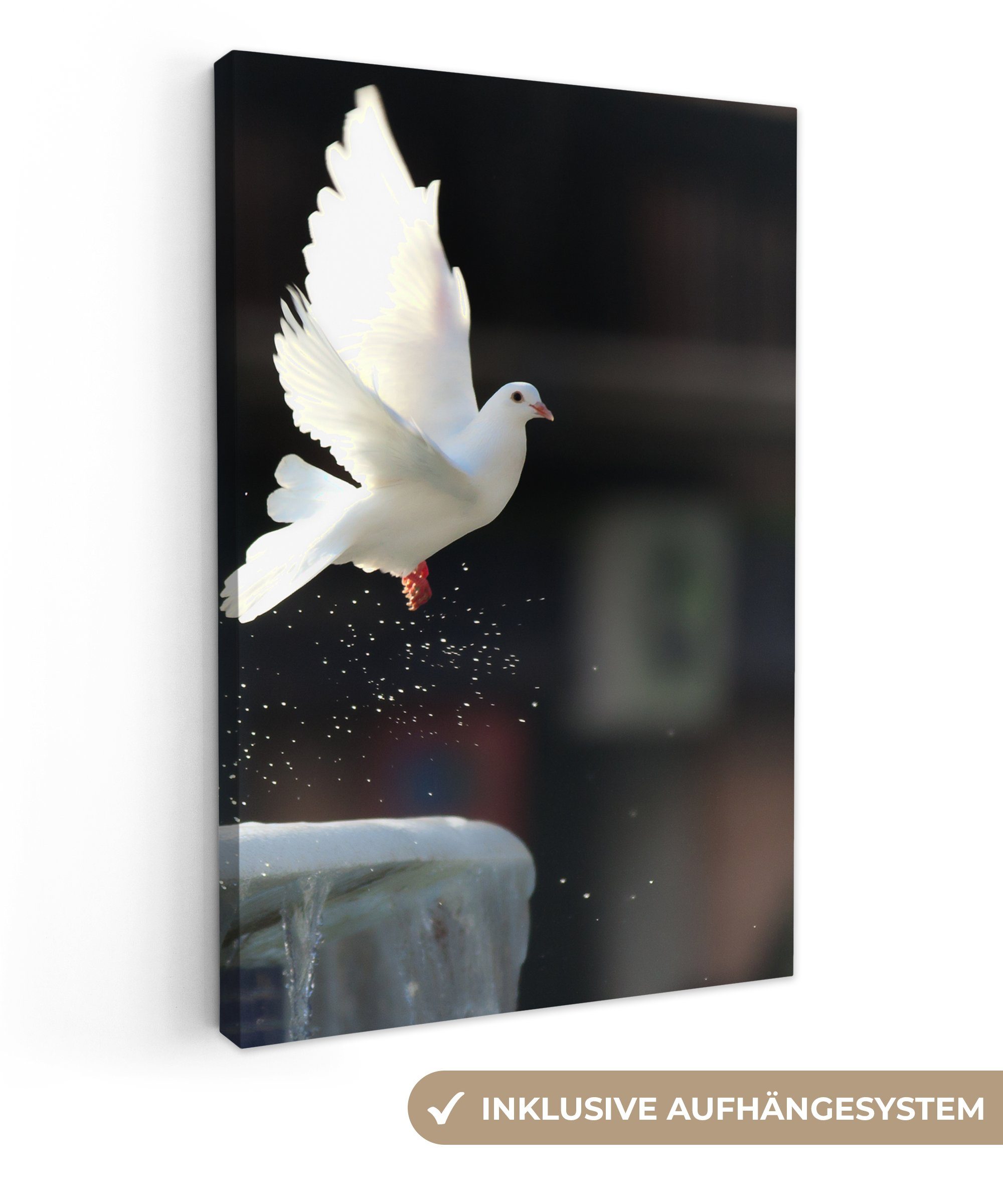OneMillionCanvasses® Leinwandbild Taube - Vogel - Weiß, (1 St), Leinwandbild fertig bespannt inkl. Zackenaufhänger, Gemälde, 20x30 cm