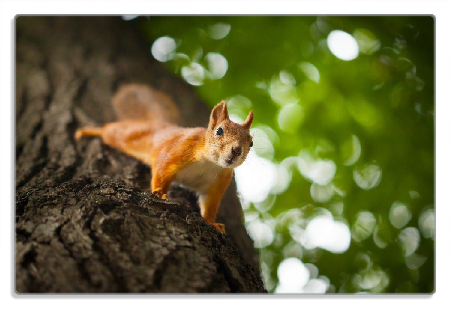 Wallario Frühstücksbrett Süßes neugieries Eichhörnchen an einem Baum, (inkl. rutschfester Gummifüße 4mm, 1-St), 20x30cm