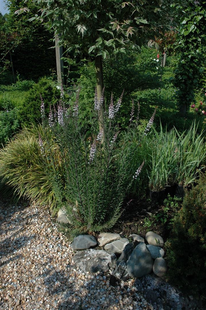 Pflanzen für Dich Staude Linaria purpurea, 1 St., Purpur-Leinkraut, Purpur-Leinblatt
