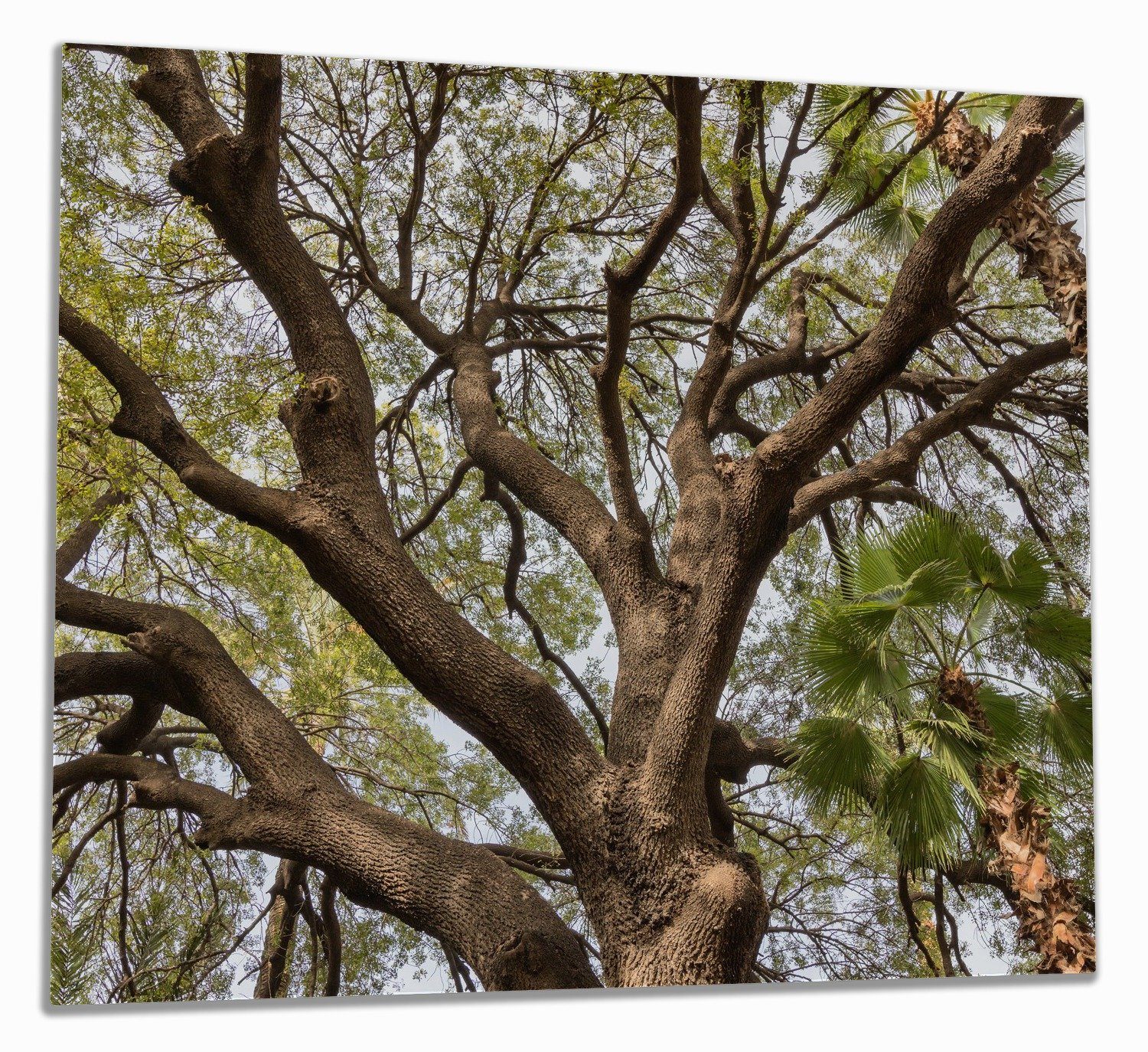 Wallario Herd-Abdeckplatte Weit verzweigter Baum mit Palmen - Ansicht aus der Froschperspektive, ESG-Sicherheitsglas, (Glasplatte, 1 tlg., inkl. 5mm Noppen), verschiedene Größen