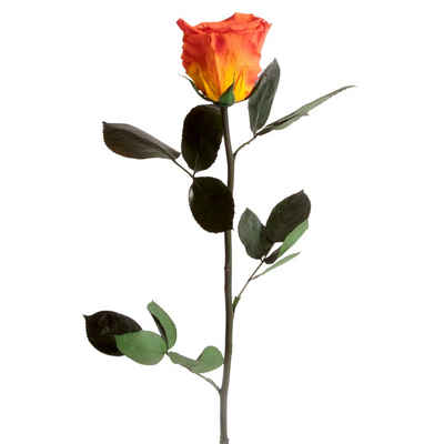 Kunstblume Ewige Rose konserviert mit Stiel echte haltbare Rose Infinity Rose, ROSEMARIE SCHULZ Heidelberg, Höhe 30 cm, Liebesbeweis Geschenk für sie Rose