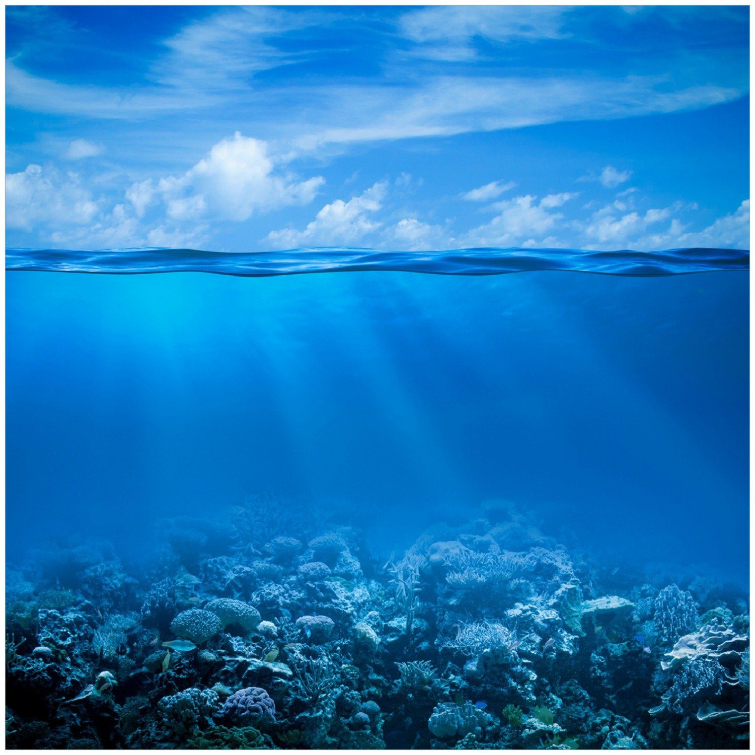 Wallario Memoboard Unterwasserwelt Meer