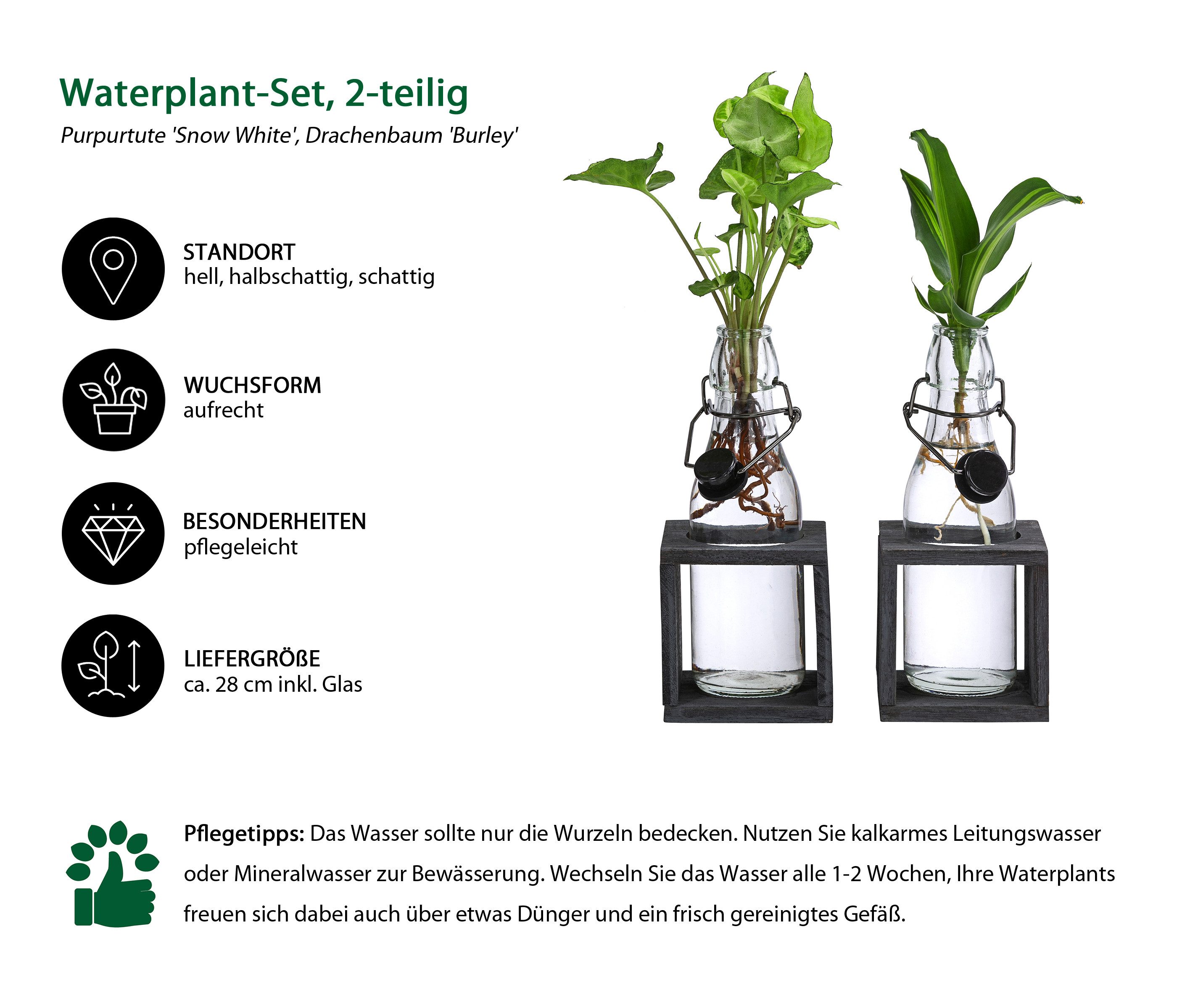 Dehner Zimmerpflanze Waterplant 2 teiliges Set, Purpurtute und Drachenbaum, günstig online kaufen