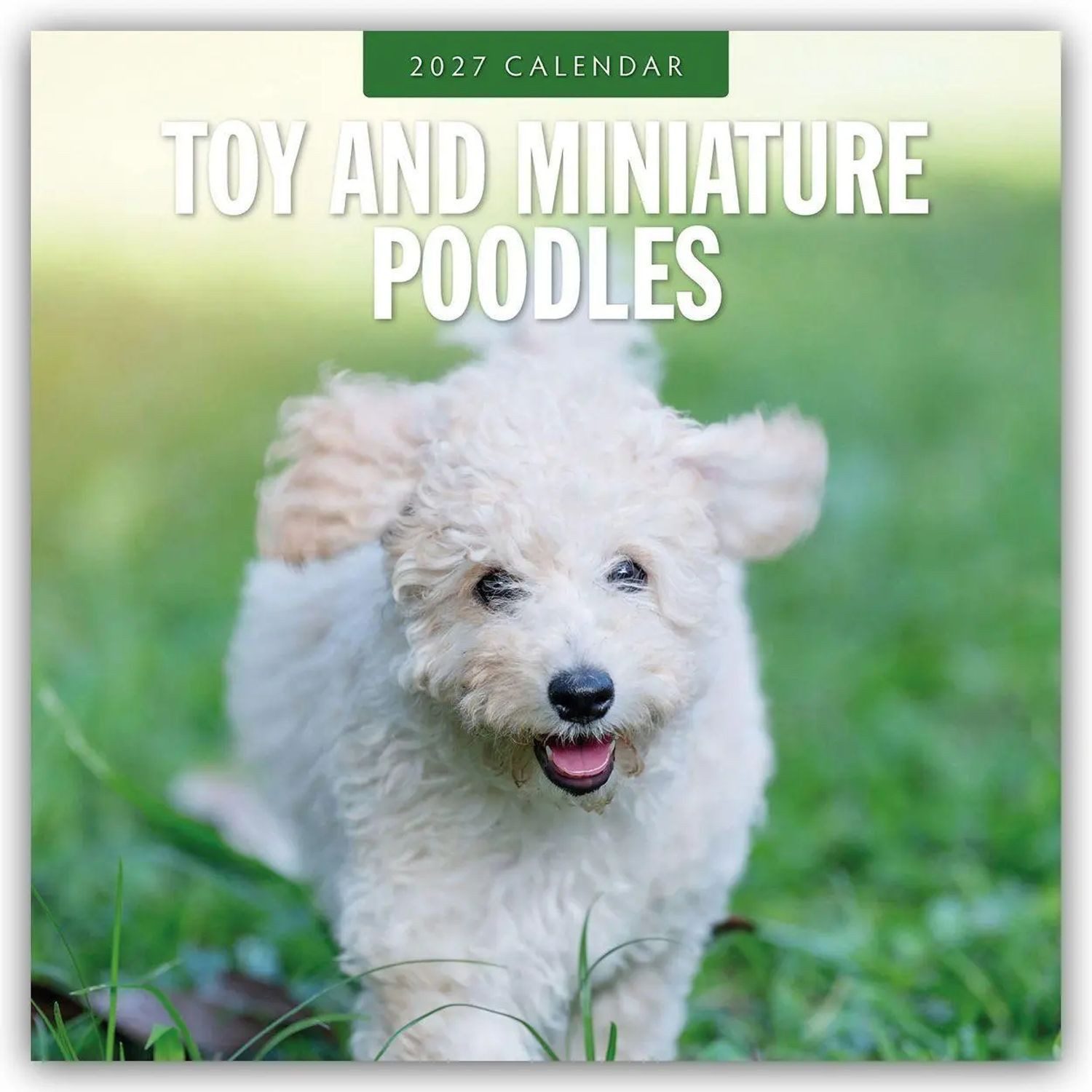 Wandkalender Toy and Miniature Poodles - Zwergpudel 2027 - 16-Monatskalender