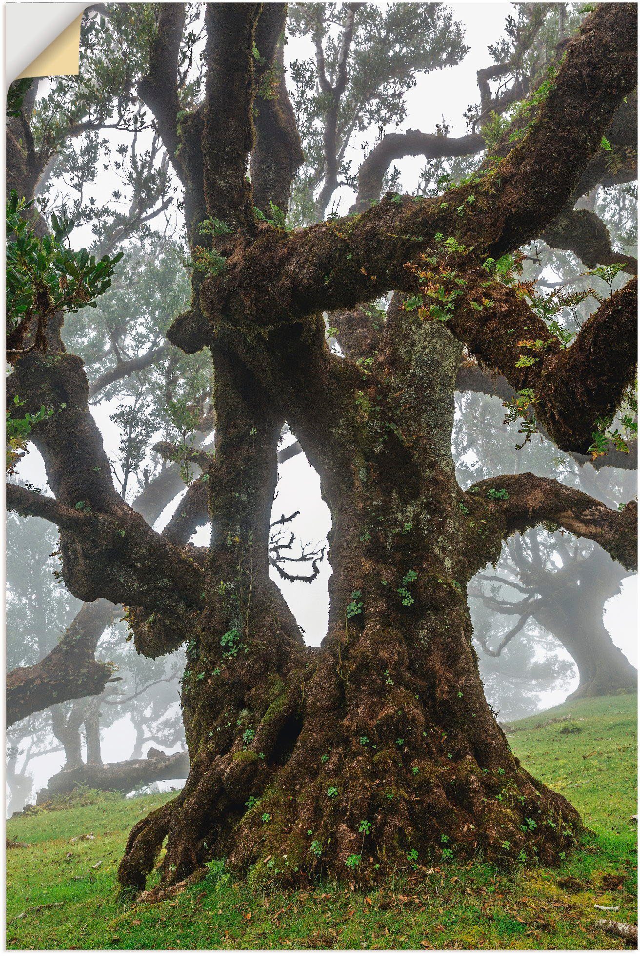 St), (1 Größen versch. Alubild, Leinwandbild, Alter oder Wandaufkleber Bäume Lorbeerbaum, Poster Wandbild als Artland in