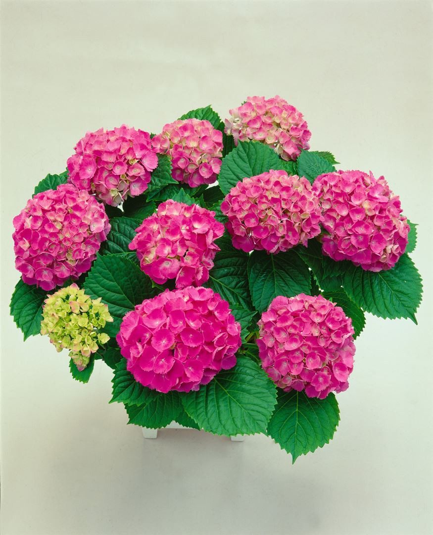 Pflanzen für Dich Gehölze Hydrangea macrophylla Red Baron, 1 St., Bauernhortensie, Gartenhortensie