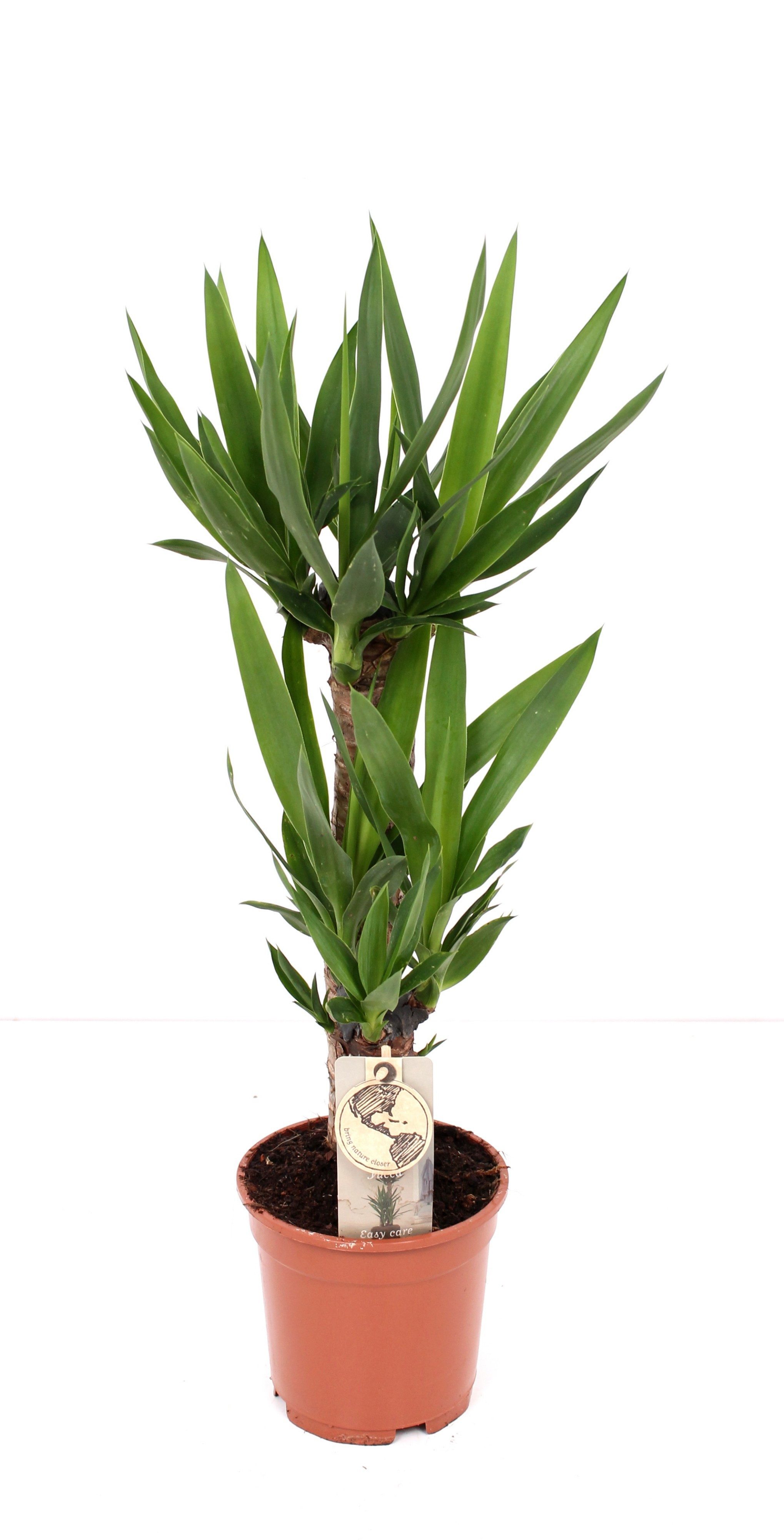 meinvipshop Zimmerpflanze Yucca Palme XXL 90cm