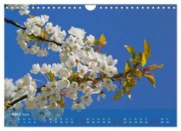 CALVENDO Wandkalender Altes Land im Wechsel der Jahreszeiten (Wandkalender 2024 DIN A4 quer)