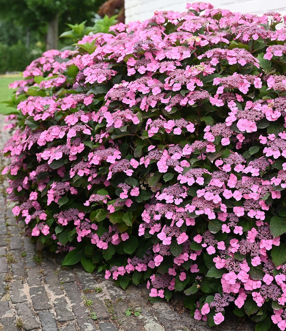 BALDUR Garten Zierstrauch Hortensie 'Pink Lace', 1 St., Tellerhortensie,winterhart, mehrjährig, reichblühend