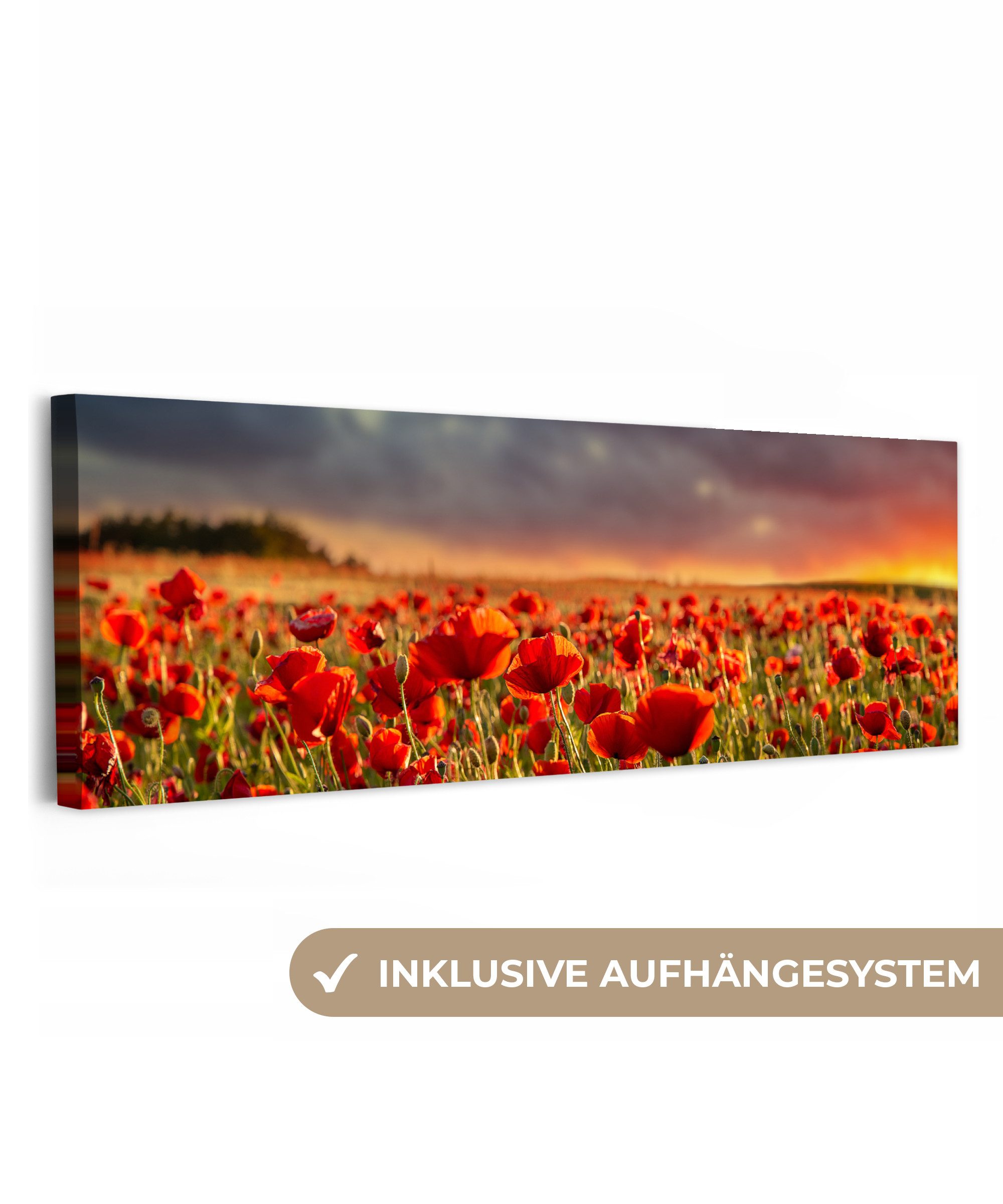 OneMillionCanvasses® Leinwandbild Panorama Sonnenuntergang - Mohnblumen - R günstig online kaufen