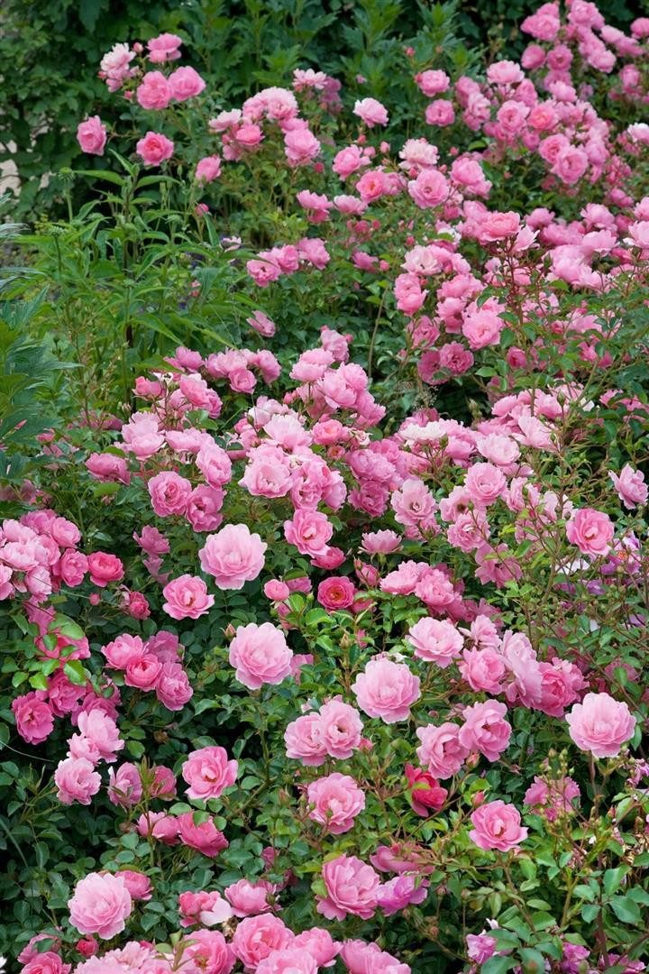 Pflanzen für Dich Rose Rosa Sommerwind