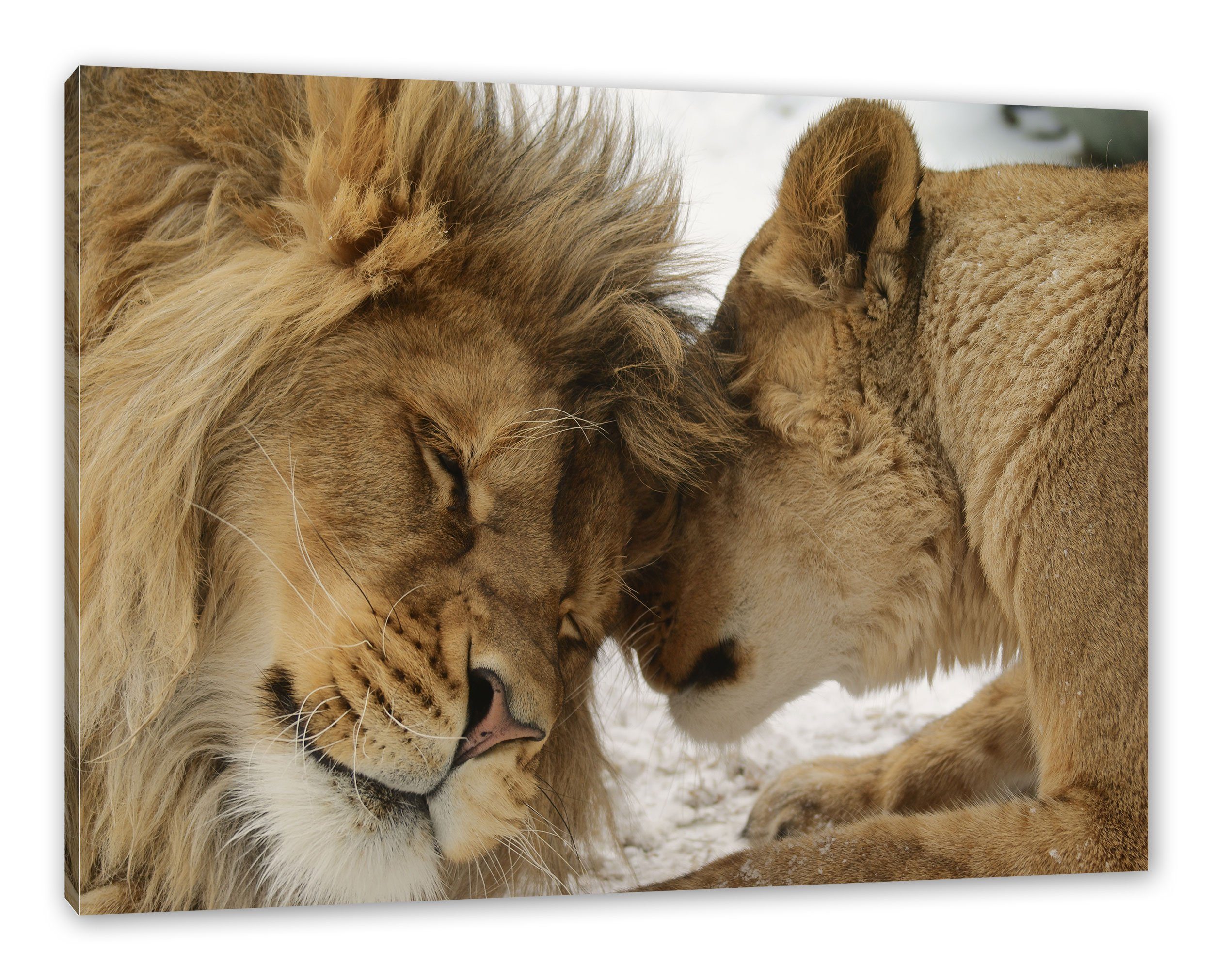 Pixxprint Leinwandbild Kuschelnde Löwen, Kuschelnde Löwen günstig online kaufen